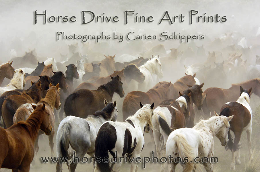 Drifting Herd