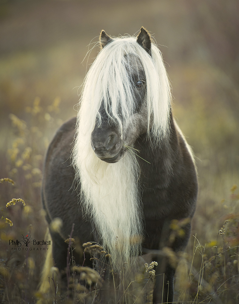 PBurchett_20151019_1119