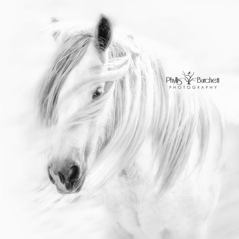 Phyllis Burchett Photography1