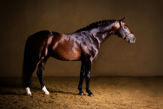 Purple Horse Design - Anna Smolens
