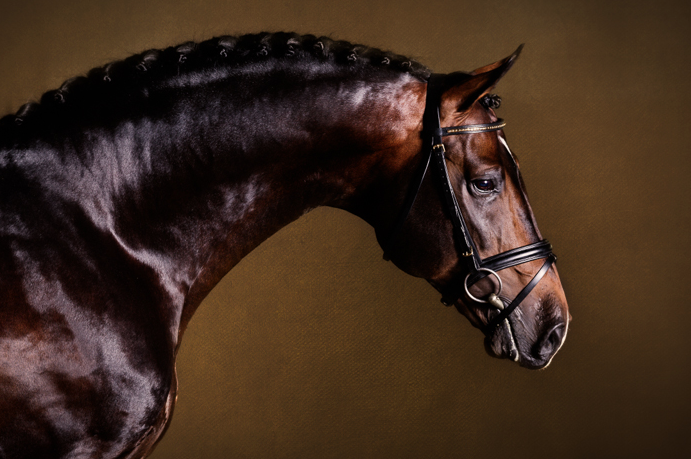 Purple Horse Design - Anna Smolens©