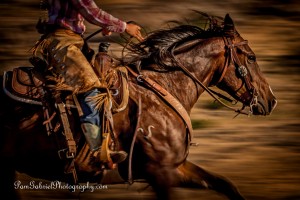 Equine Life, Photography & Teaching with Pam Gabriel