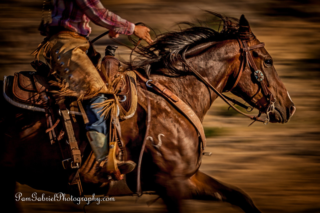 Equine Life, Photography & Teaching with Pam Gabriel